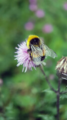 Macro bumblebee flower
