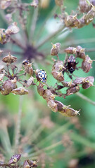 Macro ladybird leaf
