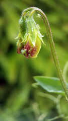 Aphids on sweet pea