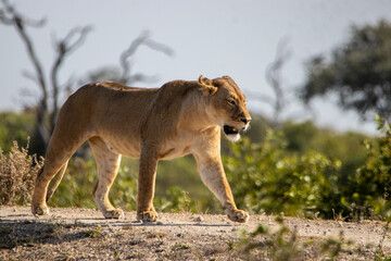 lion walking in the savannah