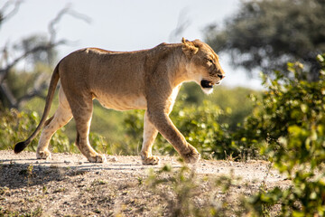 lion walking in the savannah