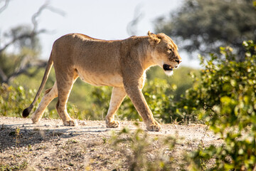 lion walking in the savannah