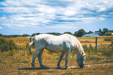 Obraz premium horse in the field