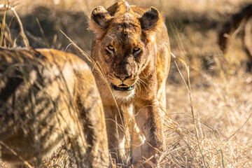 lion walking in the savannah