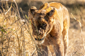 lion walking in the savannah