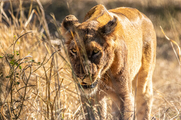 lion walking in the savannah