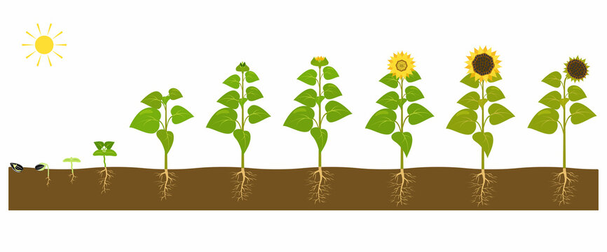 The Process Of Growing A Sunflower From Seed To Ripe Plant.