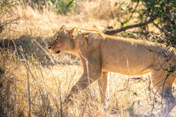 Obraz na płótnie Canvas lion walking in the savannah