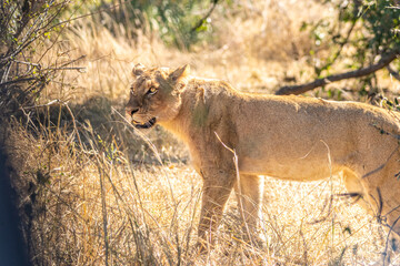 lion walking in the savannah