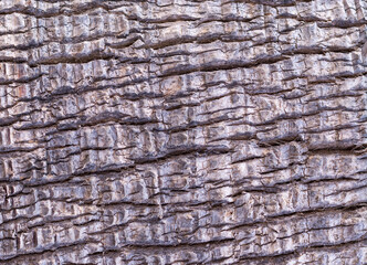 abstract tree bark backround