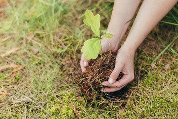 A woman plants a small oak tree in the forest, a volunteer helps to plant new trees in the forest, close-up photo - Powered by Adobe