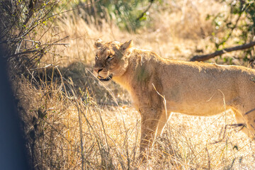 lion walking in the savannah