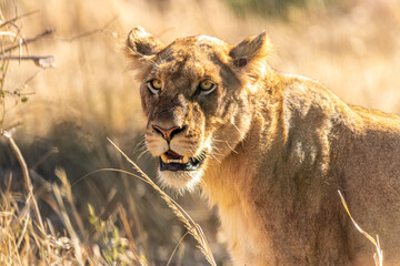 lion walking in the savannah