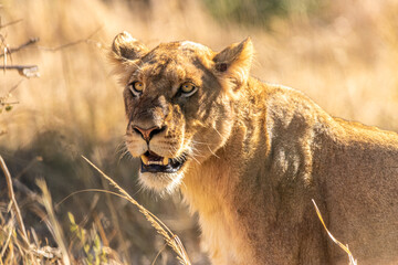 lion walking in the savannah