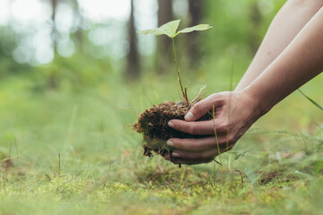 A woman plants a small oak tree in the forest, a volunteer helps to plant new trees in the forest,...