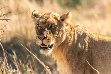 lion walking in the savannah