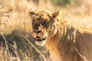 lion walking in the savannah