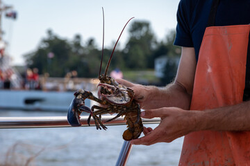 Live Lobster haul and demonstration on a boat in Boothbay Harbor Maine on a sunny summer day

