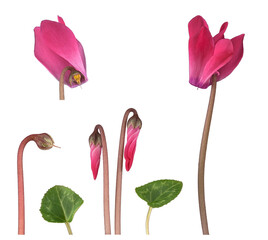 Zimmer-Alpenveilchen (Cyclamen persicum Hybride), Blüte, Knospe, Blatt, Bildtafel, Deutschland