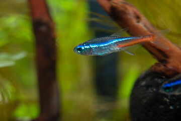 neon tetra (Paracheirodon innesi)