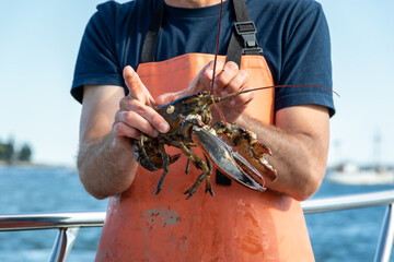 Live Lobster haul and demonstration on a boat in Boothbay Harbor Maine on a sunny summer day
