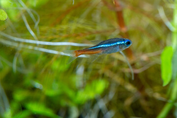 neon tetra (Paracheirodon innesi)