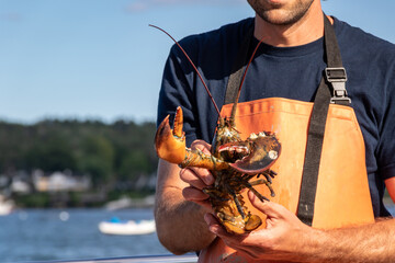 Live Lobster haul and demonstration on a boat in Boothbay Harbor Maine on a sunny summer day
