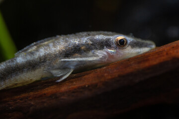 Otocinclus eating moss in an aquarium.