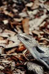 close up of a lizard