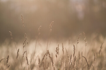 grass in the morning light in summer field