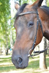 portrait of a horse