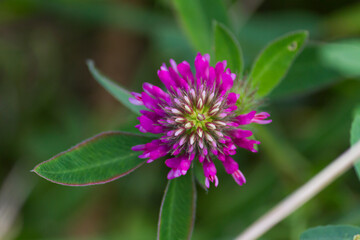 Pink clover flower close view