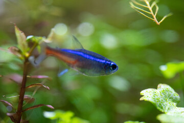 neon tetra (Paracheirodon innesi)