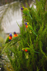 green and yellow macaw