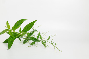 Andrographis paniculata herb plant on white background,with copy space