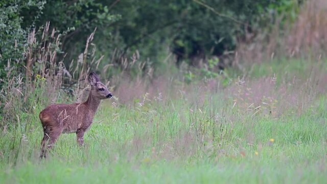 Roe deer fawn standing alone on the meadow and watch curious, summer, july, (capreolus capreolus), germany