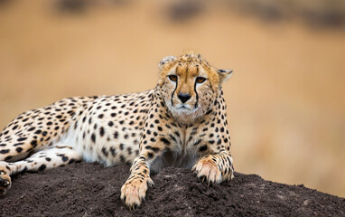 Cheetah in Massai Mara Park, Kenya