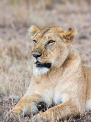 Lioness in Massai Mara, kenya