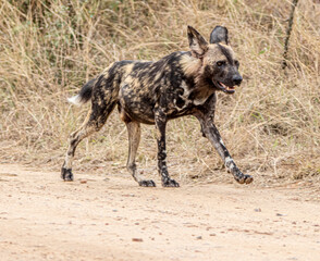 Wild dog in the savannah