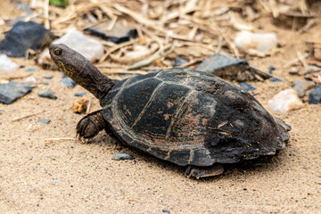 Wild dog in the savannah
