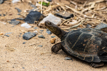 Obraz premium Wild dog in the savannah