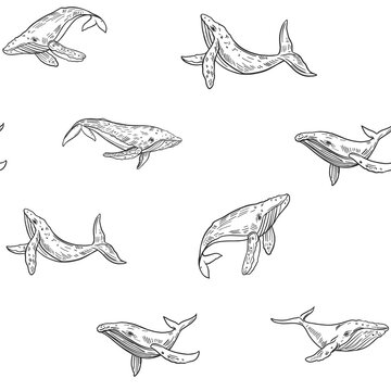 Blue whales. Seamless pattern. Vector sketch illustrations