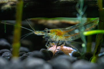 Eating food at the bottom of the tank Freshwater shrimp