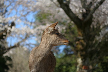 奈良公園の鹿と桜