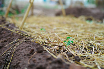 Closeup young little tree grows in the ground covered by the dried straw.