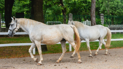 Beautiful horses at the Lipica stud. Slovenia.