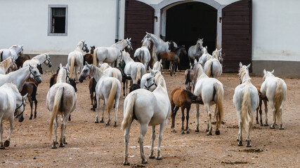 Beautiful horses at the Lipica stud. Slovenia.