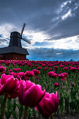 雲間から光差し込むチューリップ園