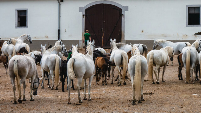 Beautiful horses at the Lipica stud. Slovenia.