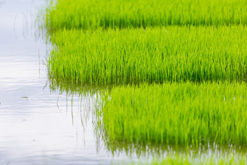 selective focus The rice plant is still young and green. The water is full of rice. Looks comfortable in the rice fields of Thailand. comfortable green background image